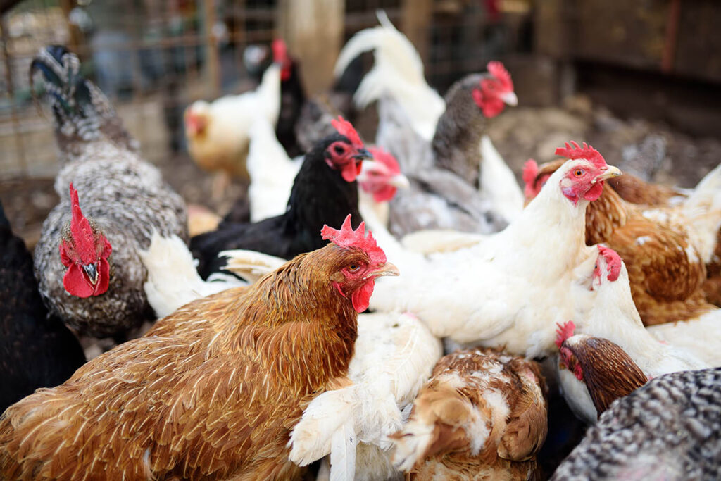 Leading Sustainable Livestock and Poultry Farming in Liberia