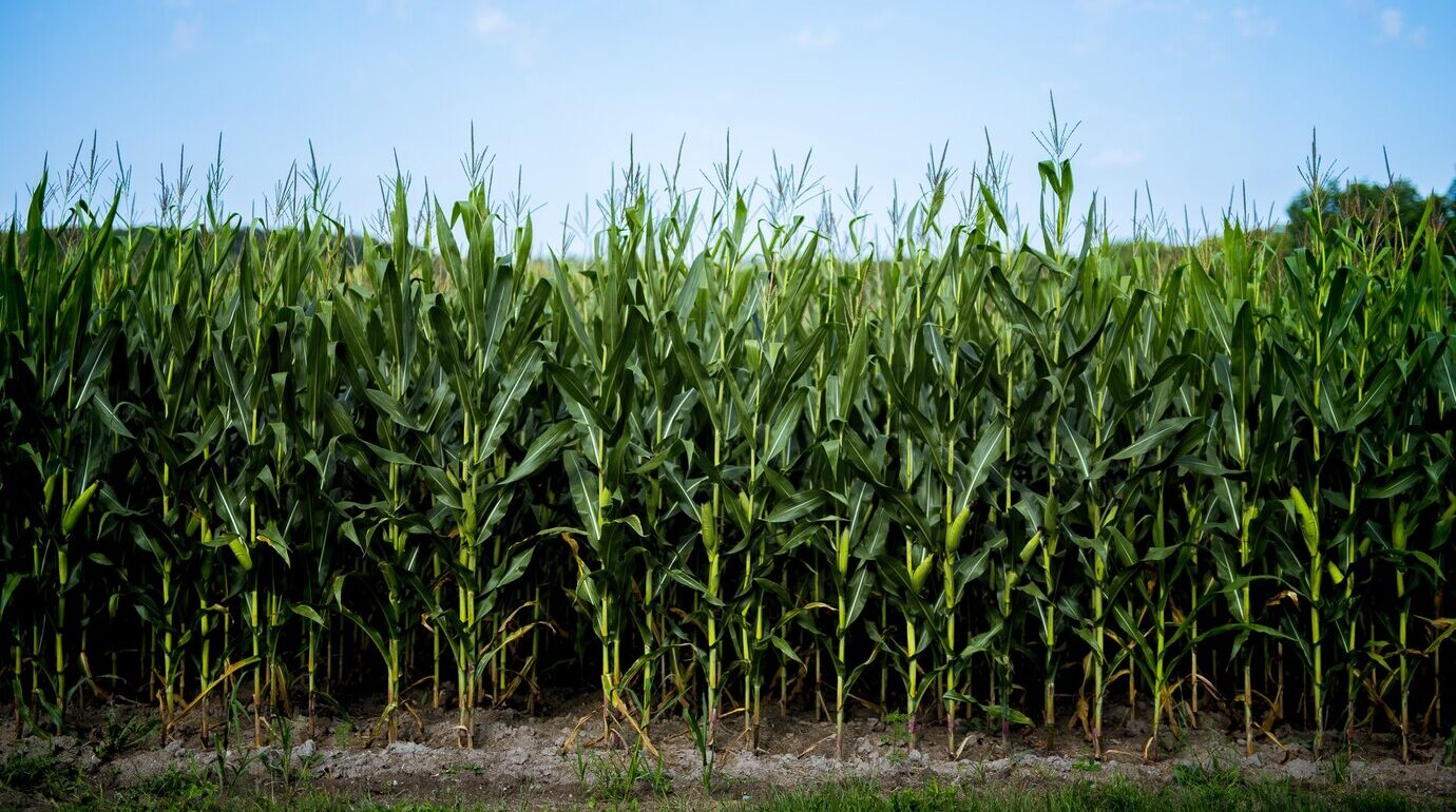 beautiful-shot-cornfield-with-blue-sky_181624-20783