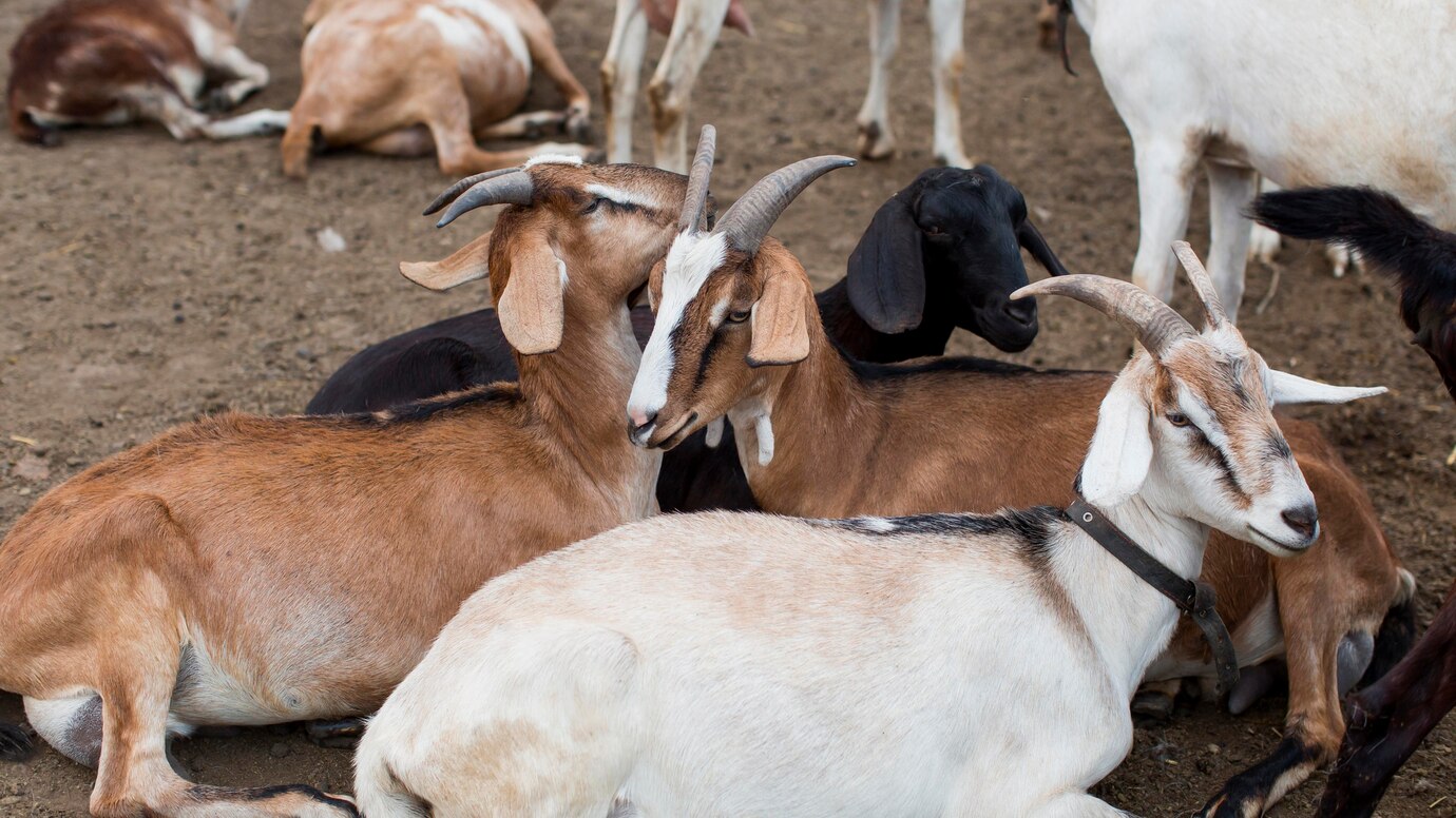 close-up-goats-farm_23-2148673051