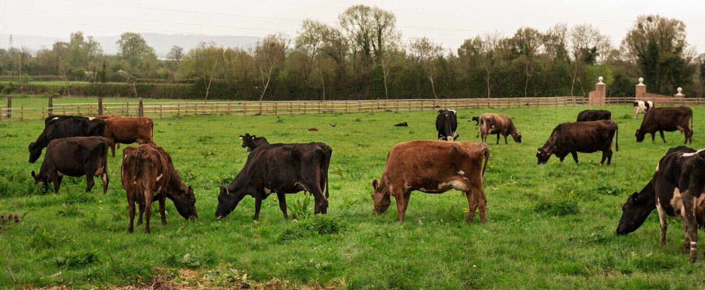 cows-grazing-nature_23-2150454976