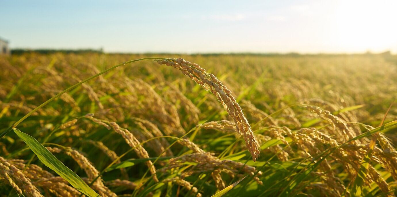 large-green-rice-field-with-green-rice-plants-rows-sunset_181624-28839