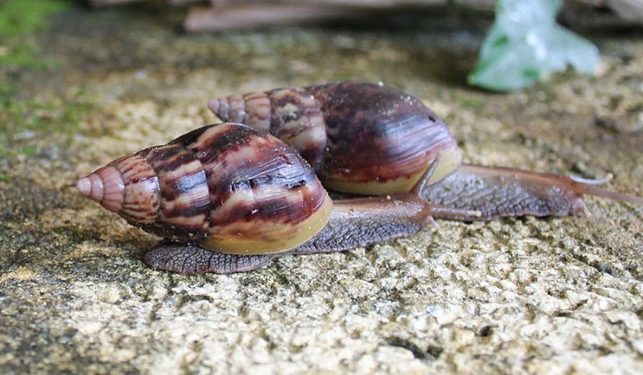 snail-farming-in-nigeria